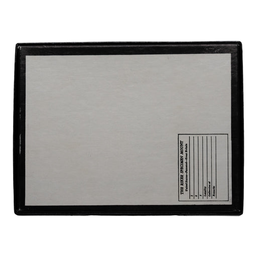 Real Fossil Shark Teeth - Set of 20