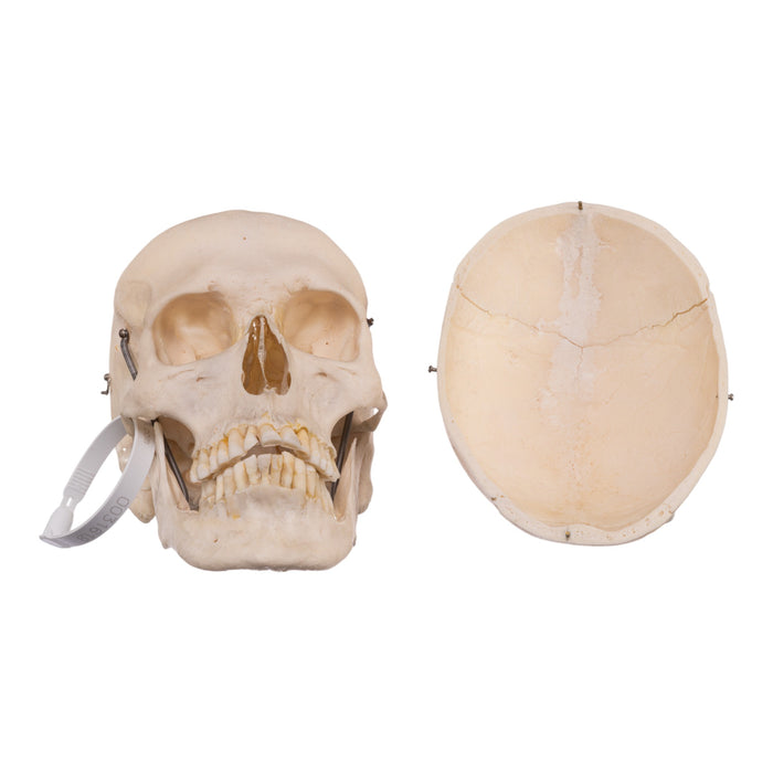 Real Human Skull