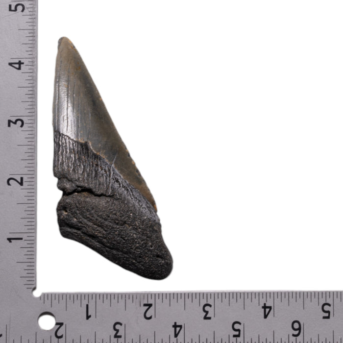 Real Megalodon Tooth - Half