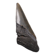 Real Megalodon Tooth - Half