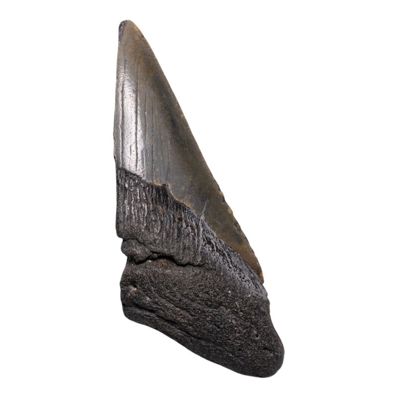 Real Megalodon Tooth - Half