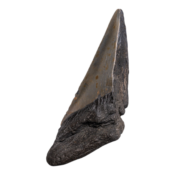 Real Megalodon Tooth - Half
