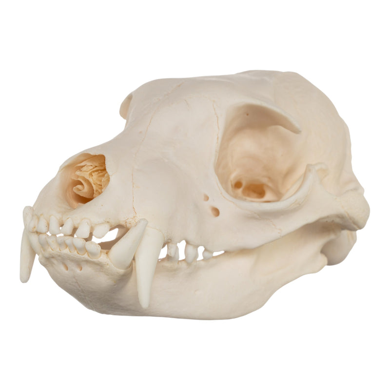 Real Aardwolf Skull
