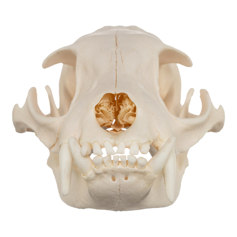 Real Aardwolf Skull