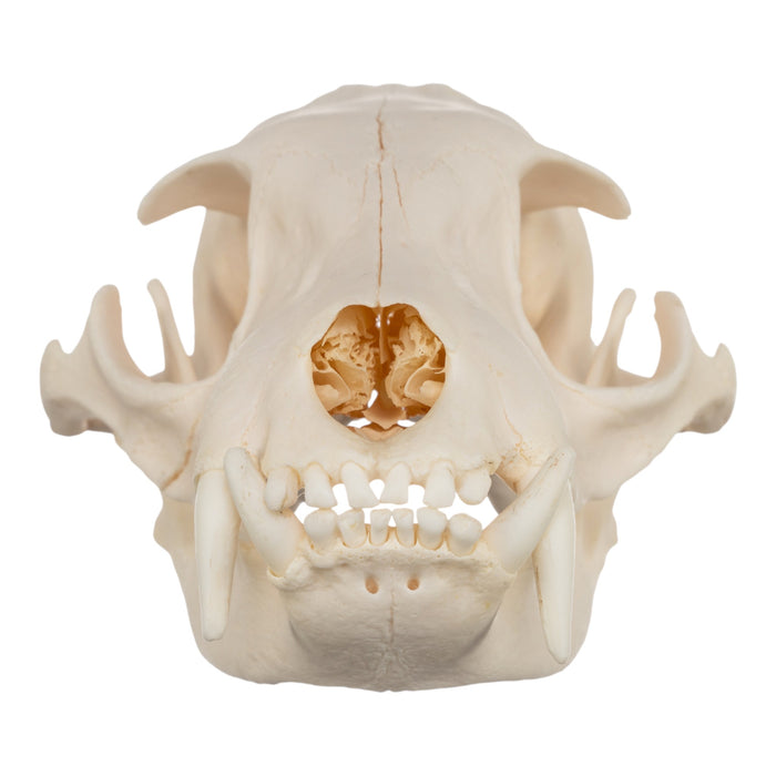 Real Aardwolf Skull