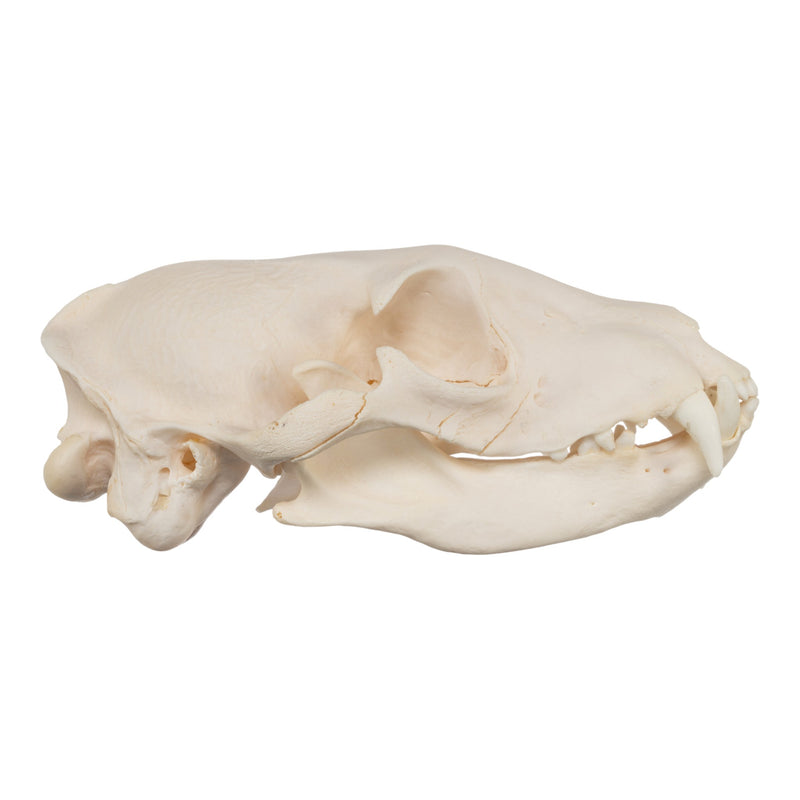 Real Aardwolf Skull