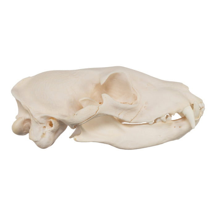 Real Aardwolf Skull