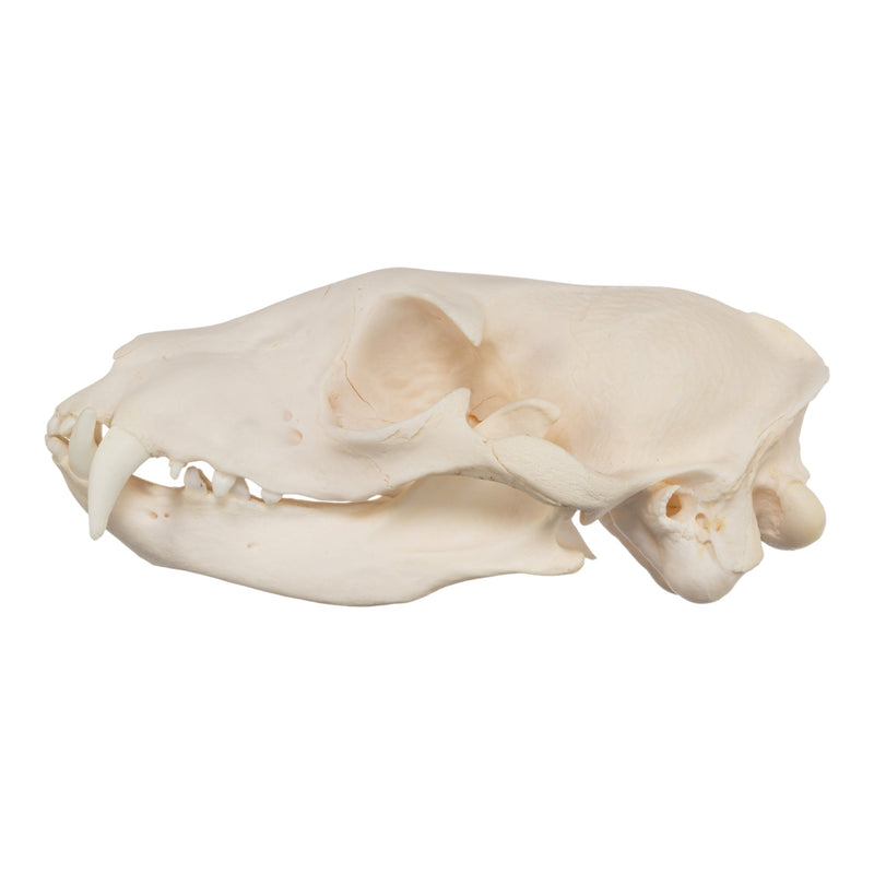 Real Aardwolf Skull