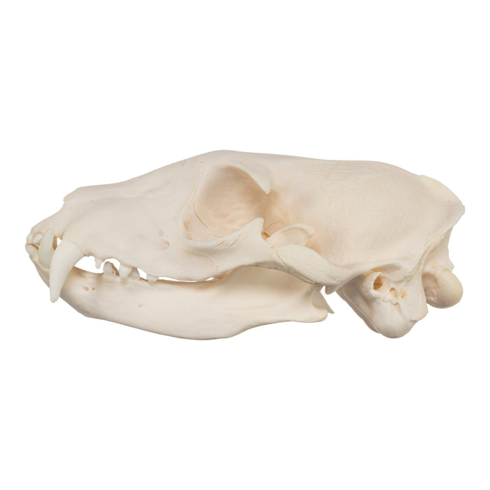 Real Aardwolf Skull