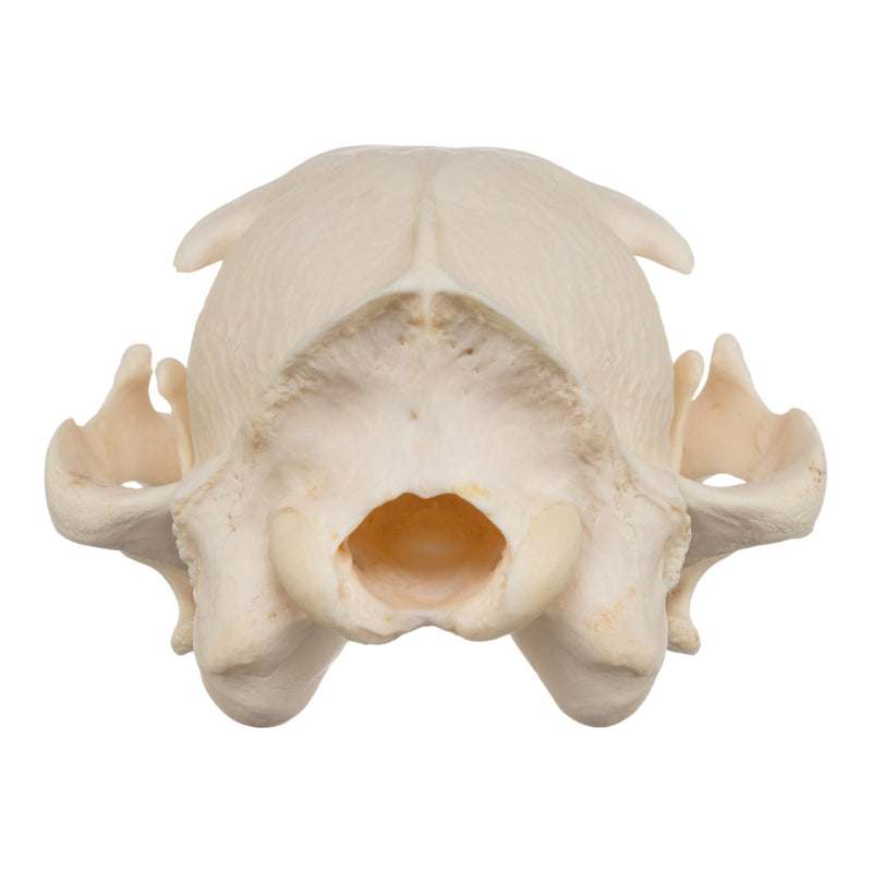 Real Aardwolf Skull