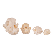 Real Domestic Dog and Cat Comparative Set (Dog, Cat, Kitten & Puppy)