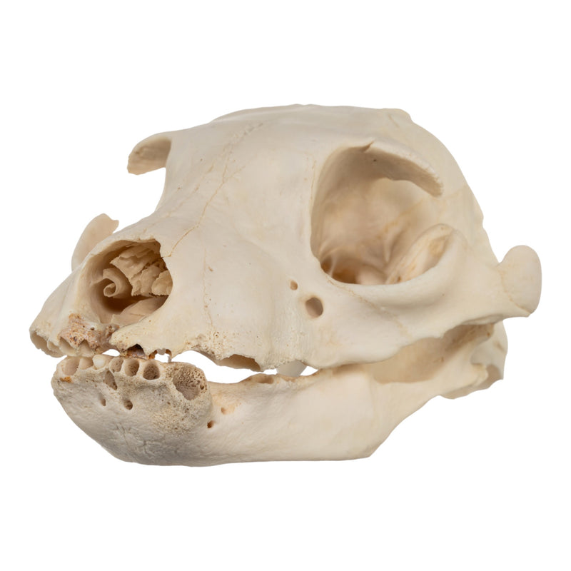 Real Aardwolf Skull