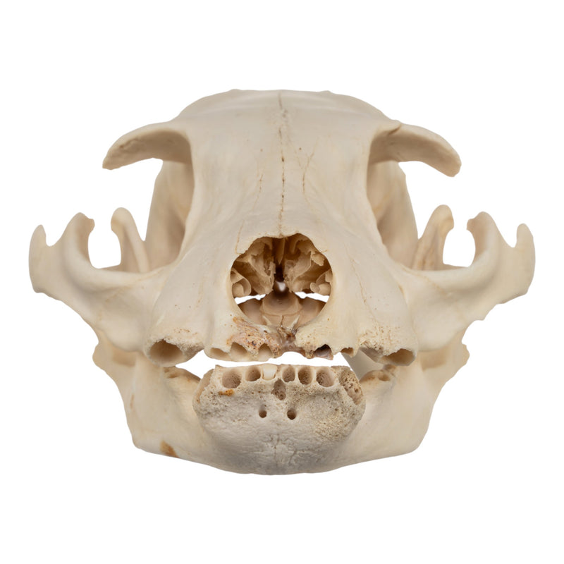 Real Aardwolf Skull