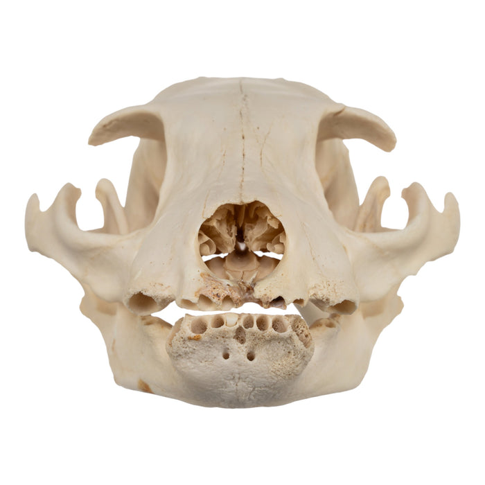 Real Aardwolf Skull