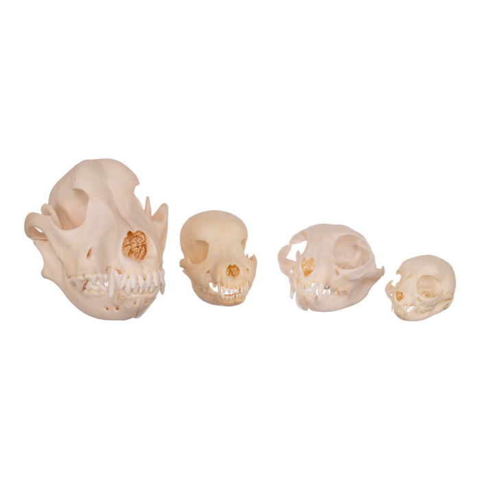 Real Domestic Dog and Cat Comparison Set (Dog, Cat, Kitten & Puppy)
