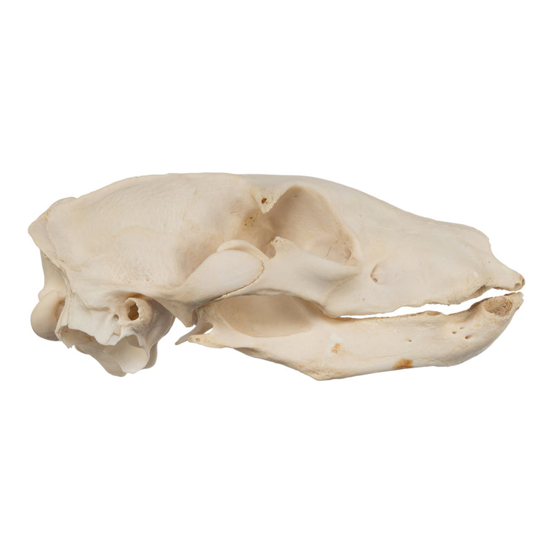 Real Aardwolf Skull