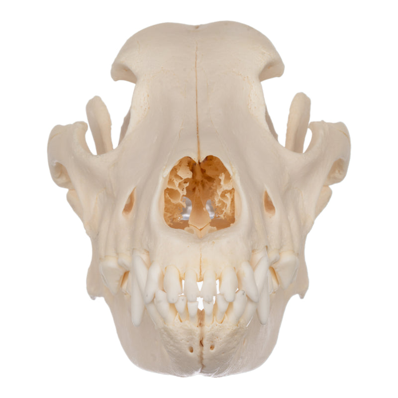 Real Domestic Dog Skull - German Shepherd
