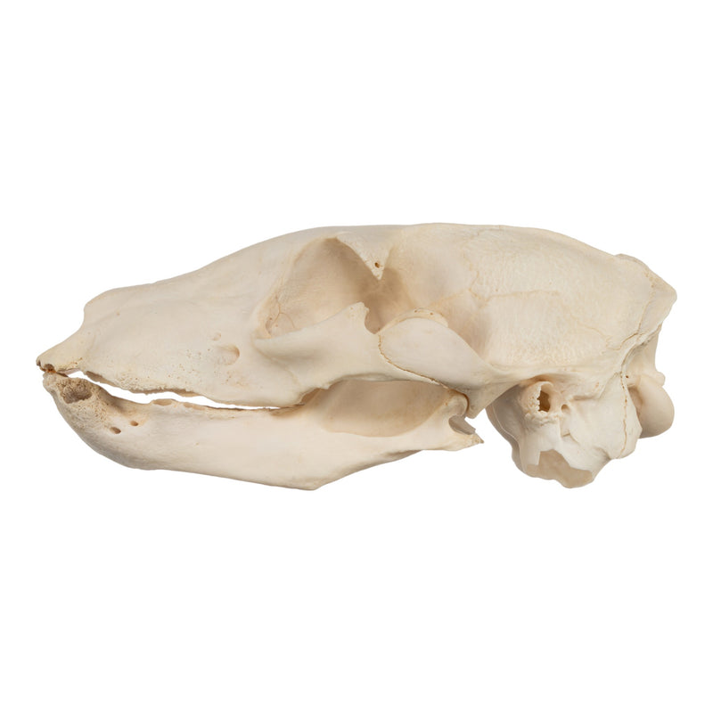 Real Aardwolf Skull