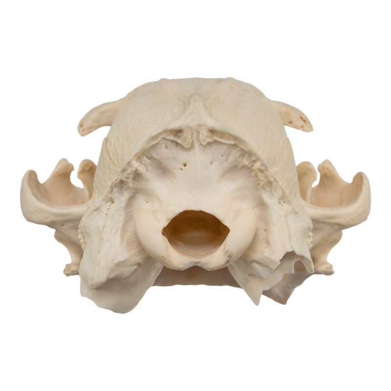 Real Aardwolf Skull