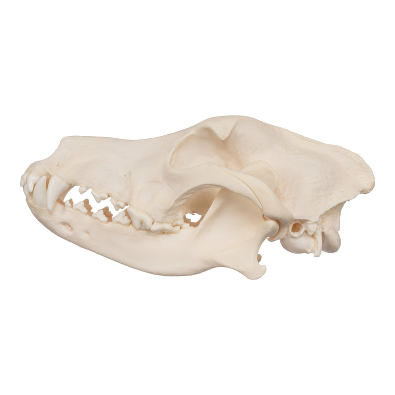 Real Domestic Dog Skull - German Shepherd
