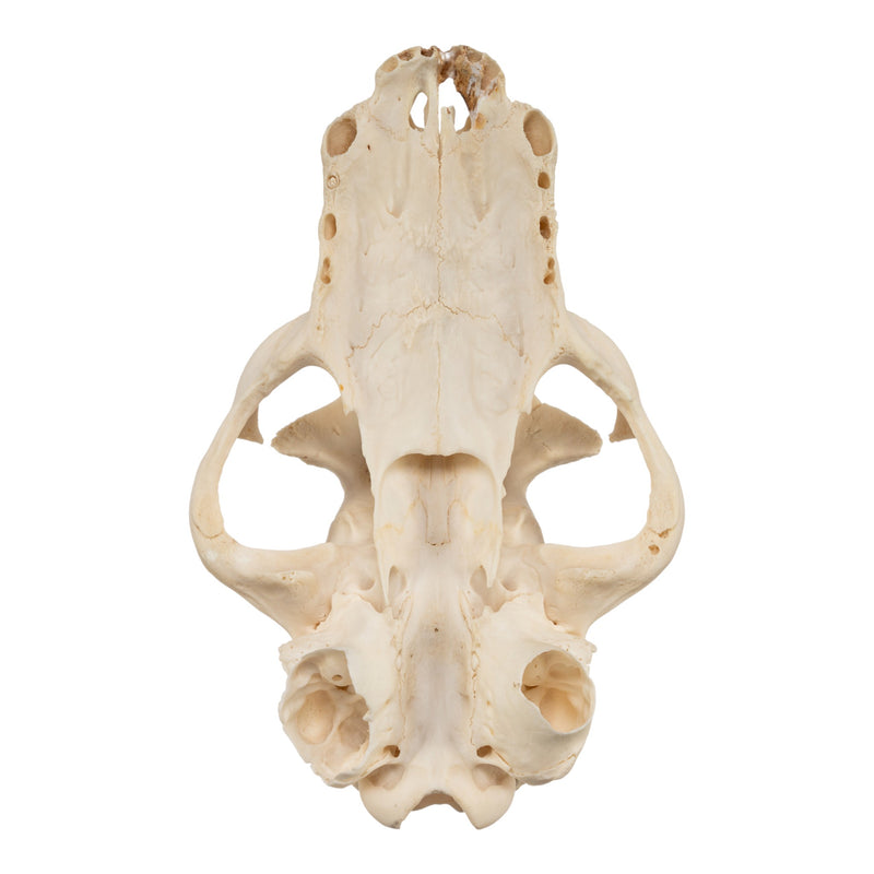 Real Aardwolf Skull