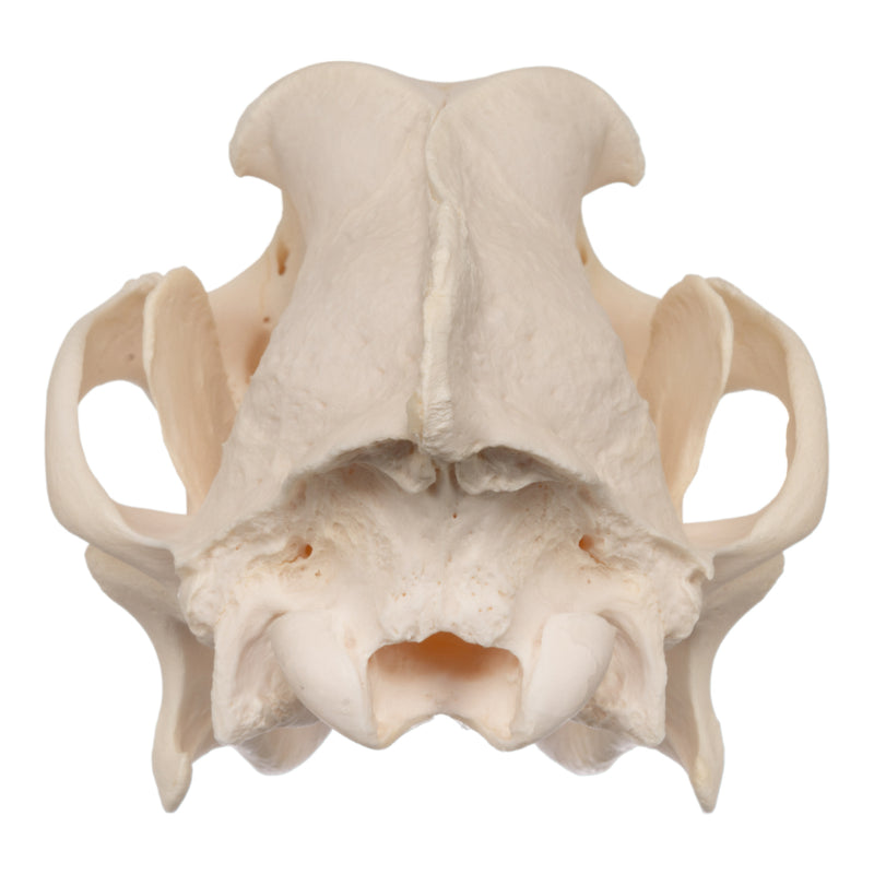 Real Domestic Dog Skull - German Shepherd