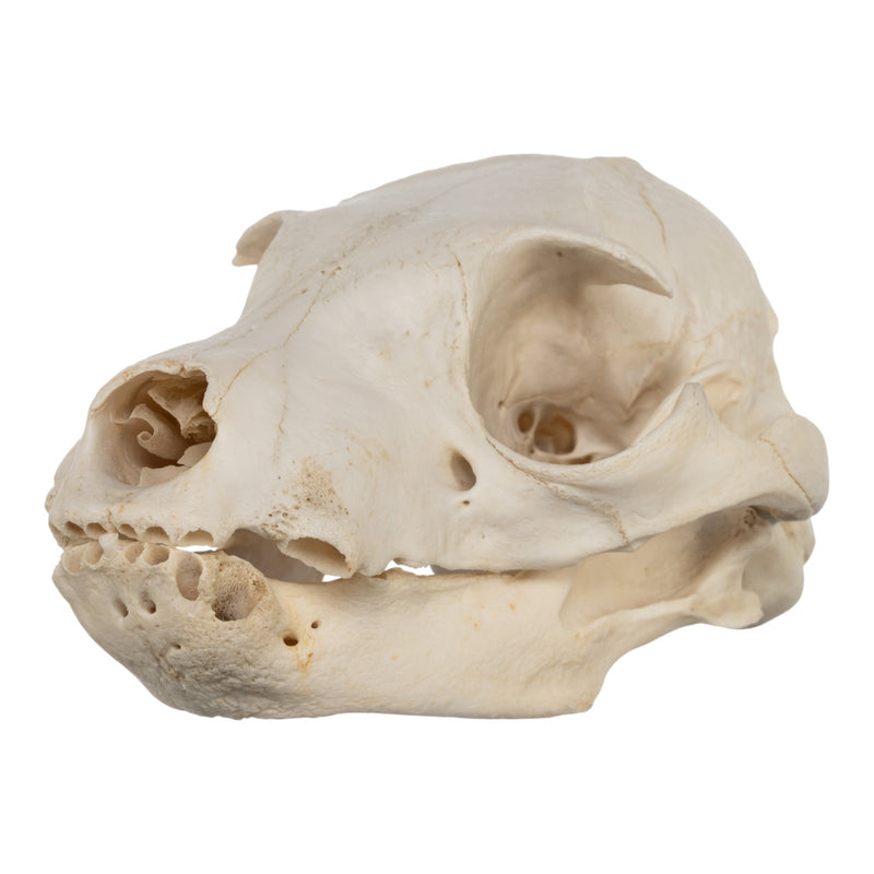 Real Aardwolf Skull