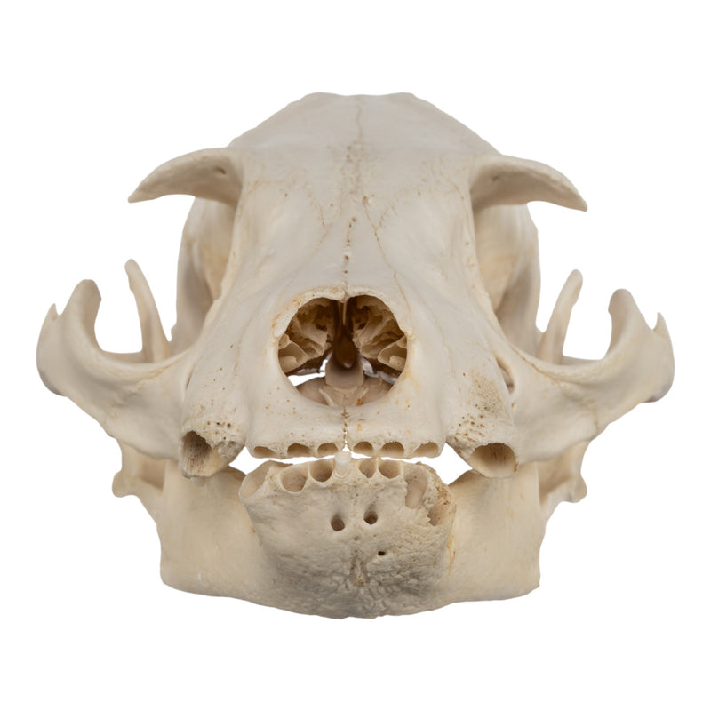 Real Aardwolf Skull