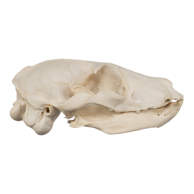 Real Aardwolf Skull