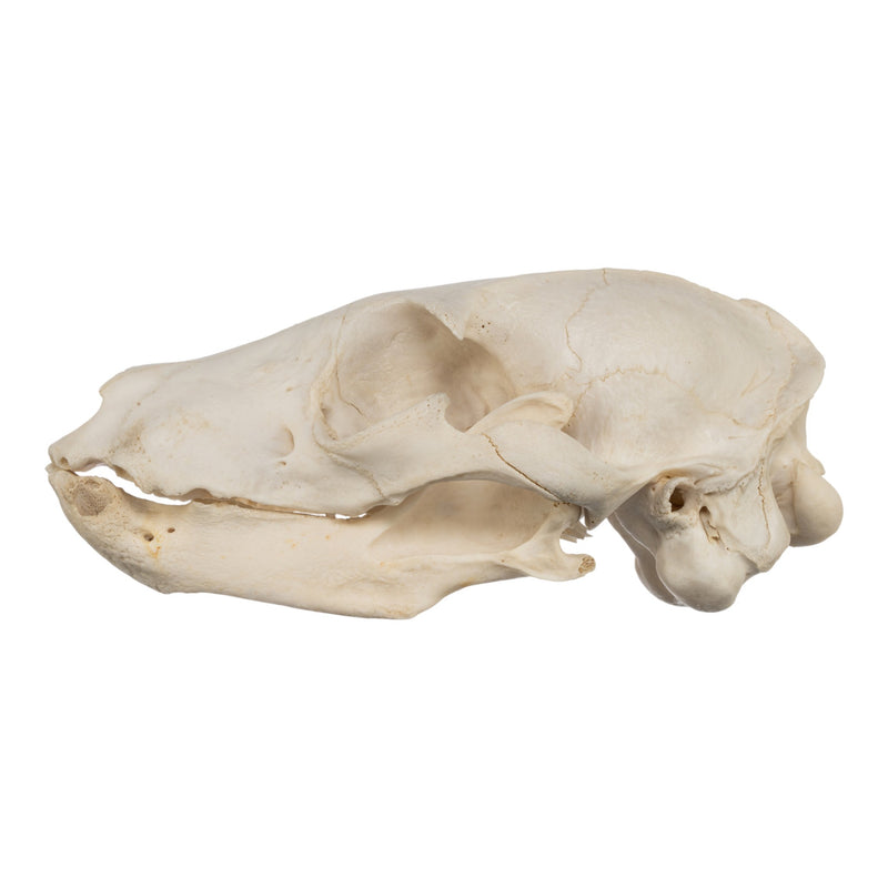 Real Aardwolf Skull