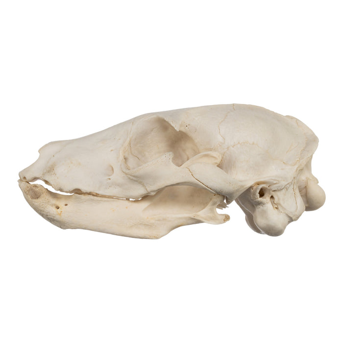 Real Aardwolf Skull