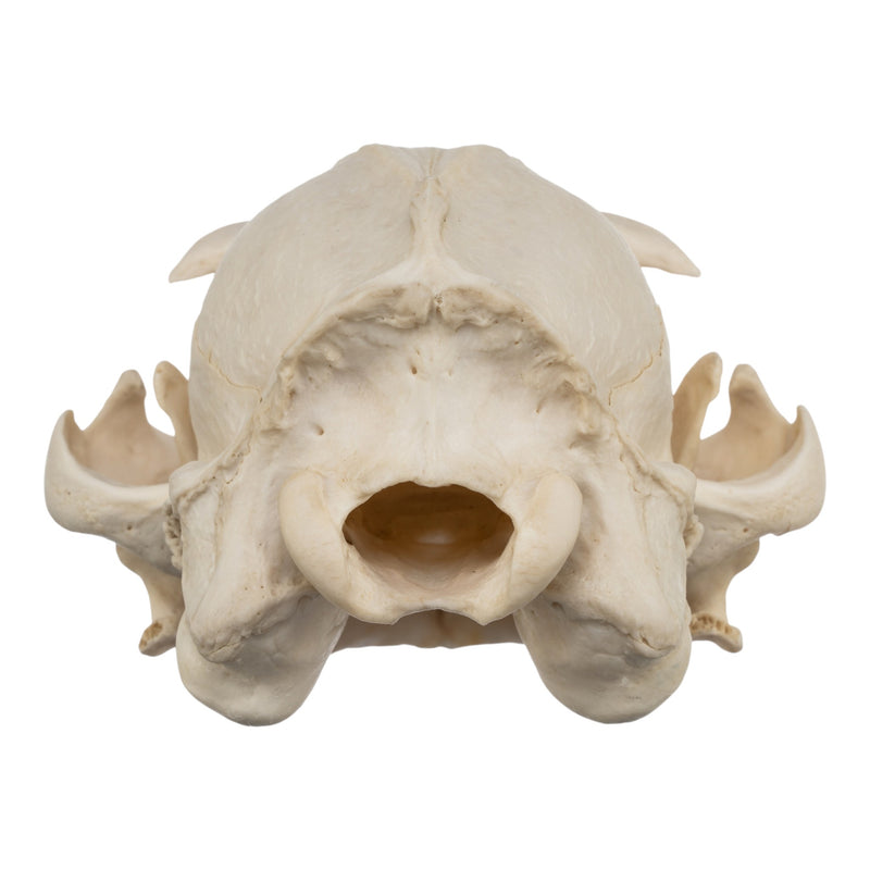 Real Aardwolf Skull
