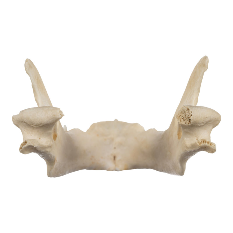 Real Aardwolf Skull