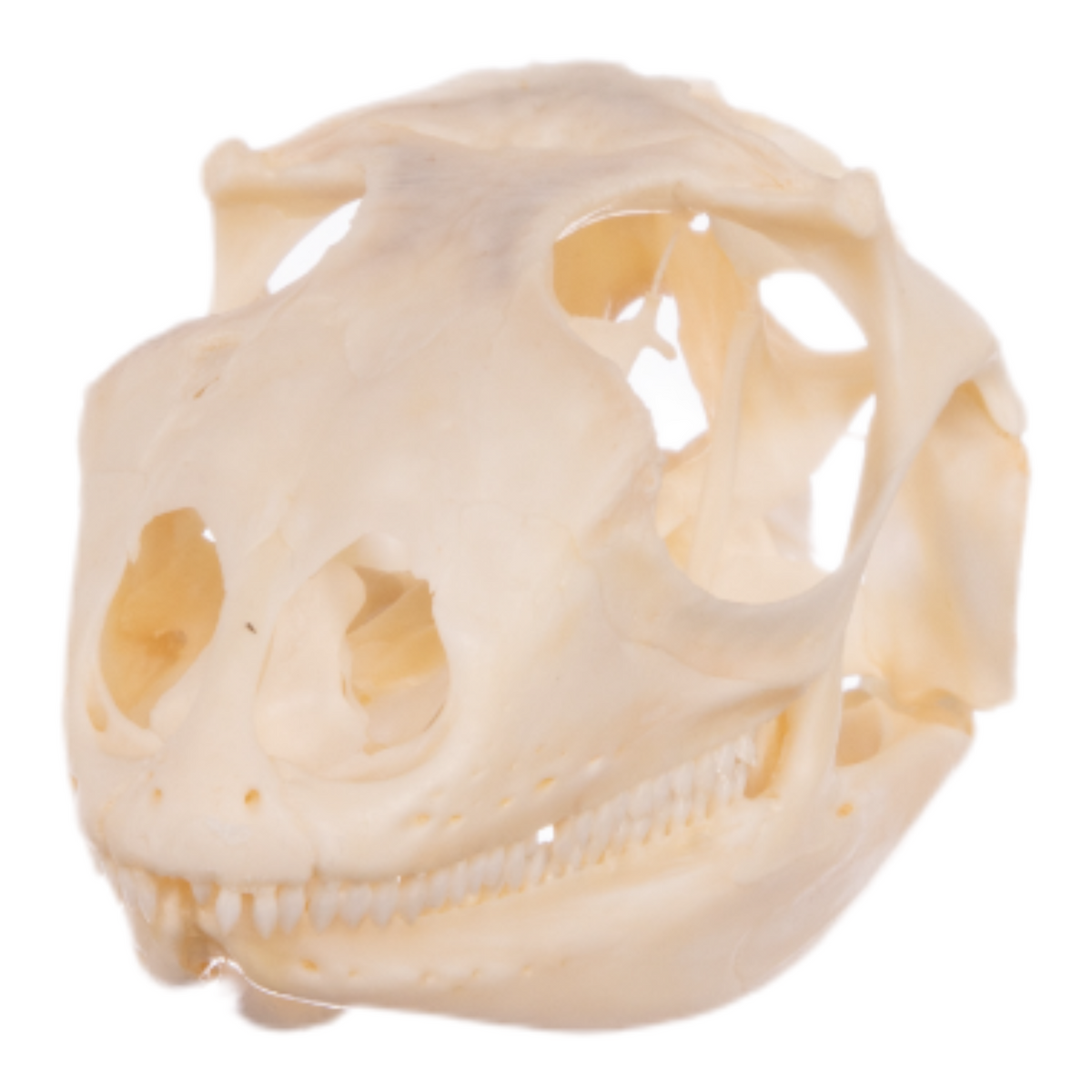 Real Green Iguana Skull Pathology (2.6") — Skulls Unlimited