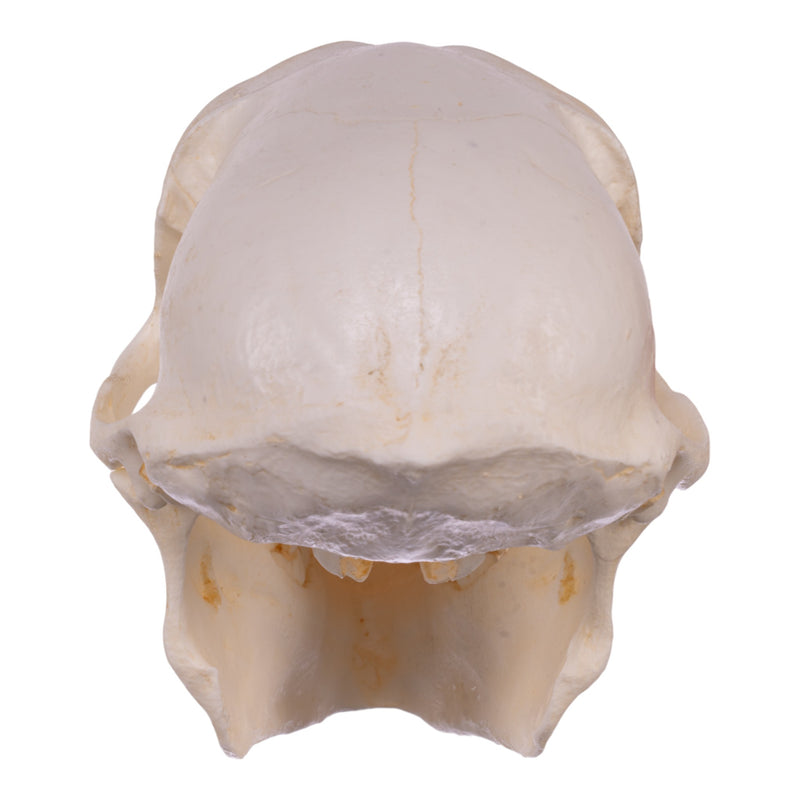 Replica Chacma Baboon Skull - Female