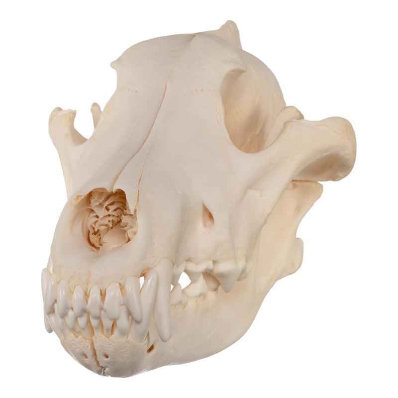 Real Gray Wolf Skull