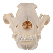 Real Gray Wolf Skull