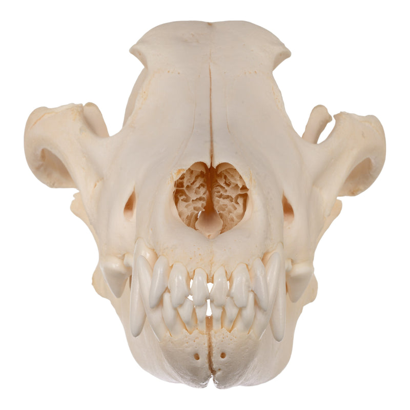 Real Gray Wolf Skull