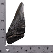 Real Megalodon Tooth - Half