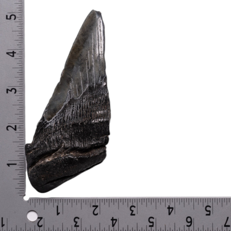Real Megalodon Tooth - Half