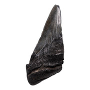 Real Megalodon Tooth - Half