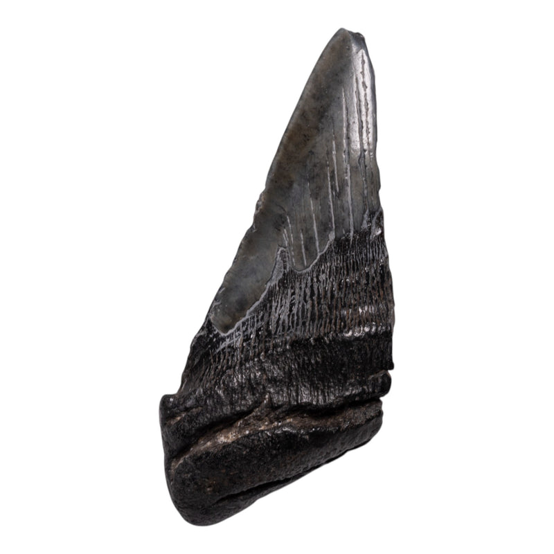 Real Megalodon Tooth - Half