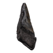 Real Megalodon Tooth - Half