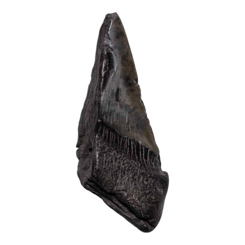 Real Megalodon Tooth - Half