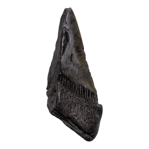 Real Megalodon Tooth - Half