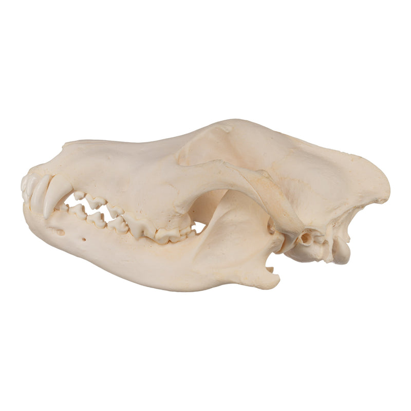 Real Gray Wolf Skull