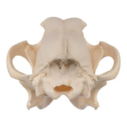 Real Gray Wolf Skull