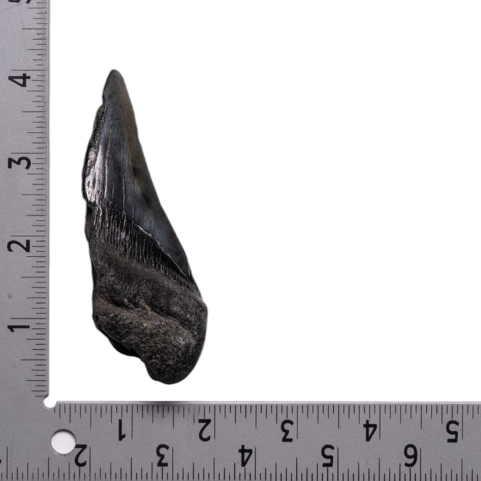 Real Megalodon Tooth - Half