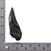 Real Megalodon Tooth - Half