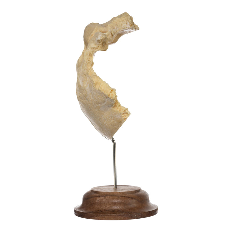 Real Human Occipital Bone on Stand